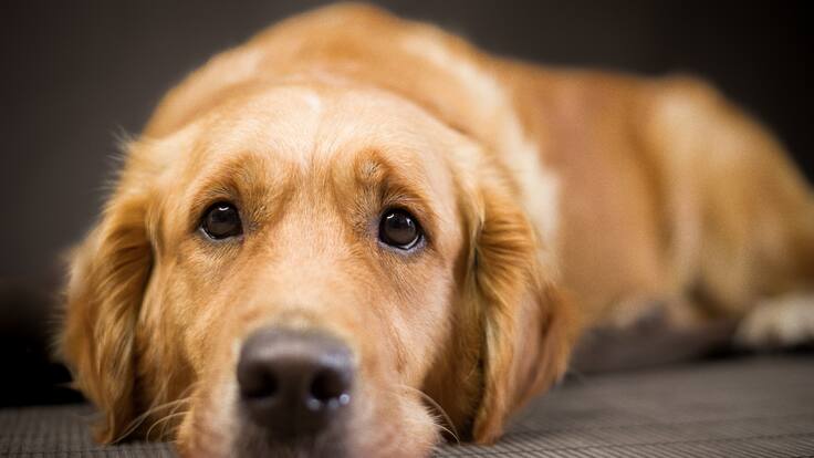 ¿Es bueno tratar a los perros como hijos?