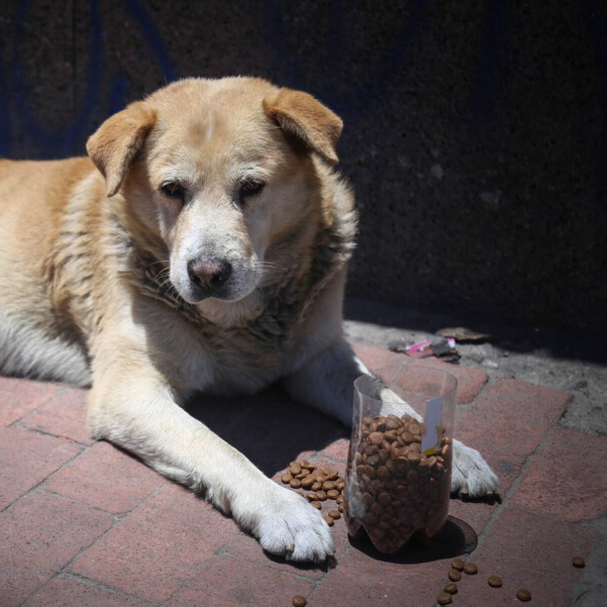 Envenenamiento masivo de perros en Ciudad Bolívar, ¿quiénes están detrás?