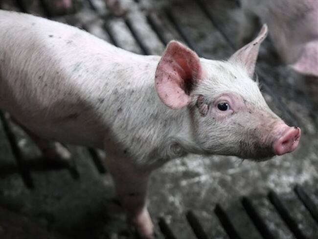 Imagen de referencia. Foto: Getty Images