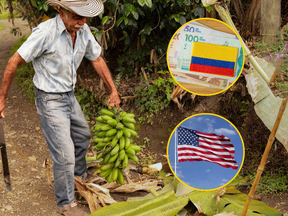 Adelantamos conversaciones para evitar que el arancel se traslade al productor colombiano: Augura