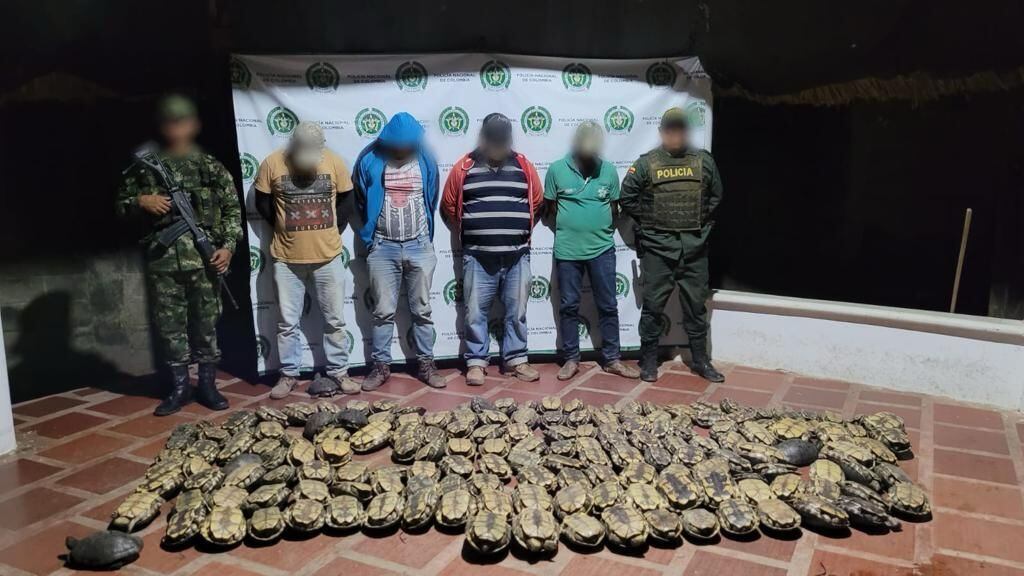 Incautan más de 150 hicoteas que serían comercializadas en Córdoba y Sucre. Foto: prensa Ejército Nacional.