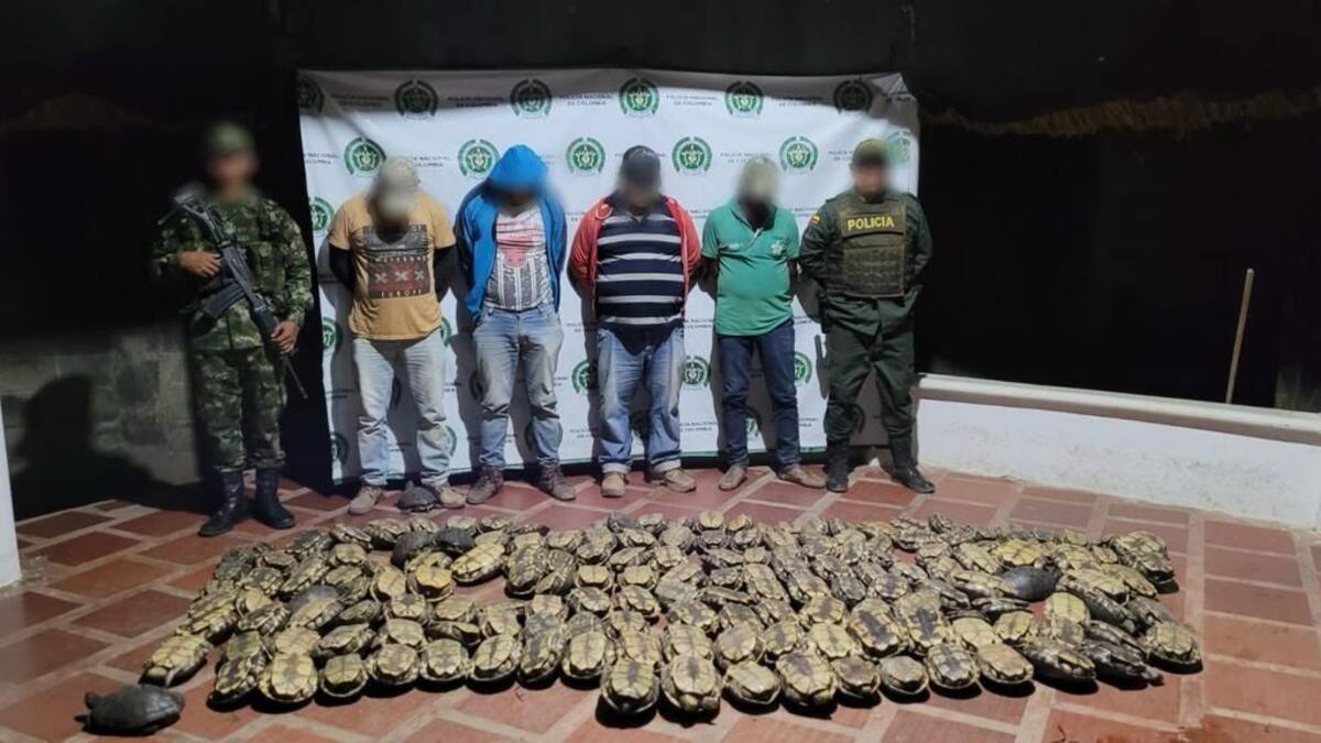 Incautan más de 150 hicoteas que serían comercializadas en Córdoba y Sucre