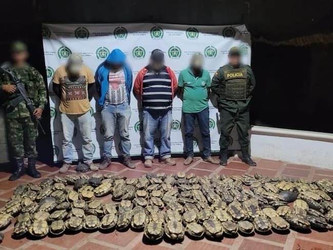 Incautan más de 150 hicoteas que serían comercializadas en Córdoba y Sucre. Foto: prensa Ejército Nacional.