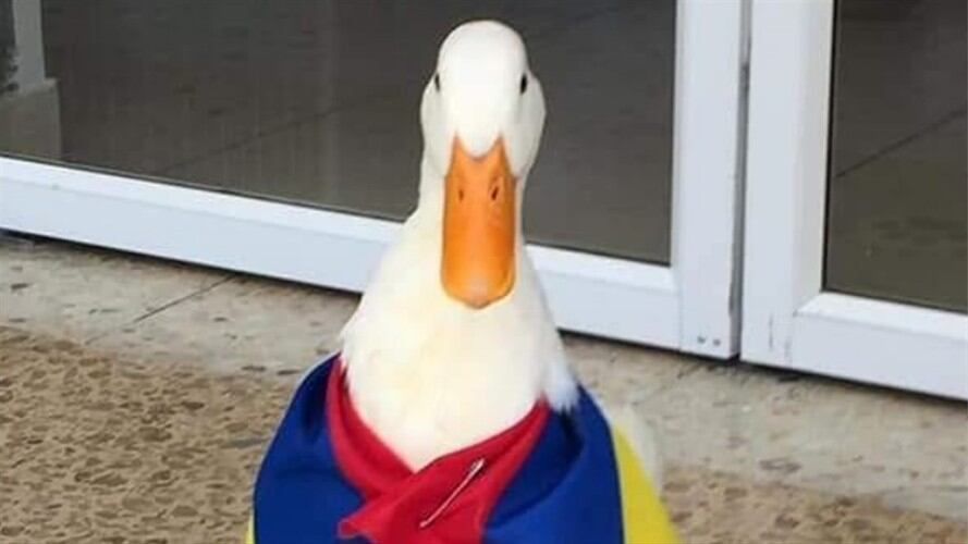 Tita, la pata que salió a marchar en Buga. Foto: Twitter: @xvalenxql