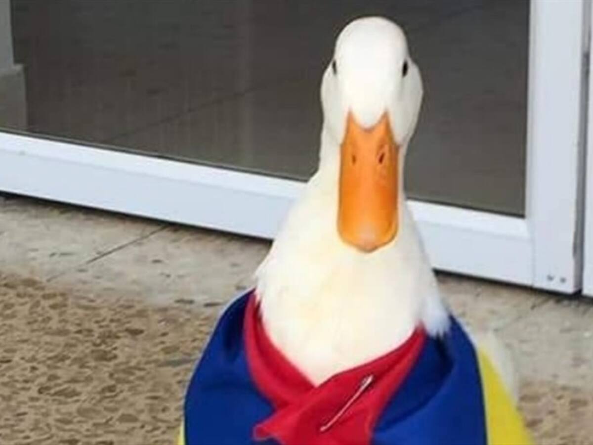 Tita, la pata que se roba las miradas en las manifestaciones en Colombia