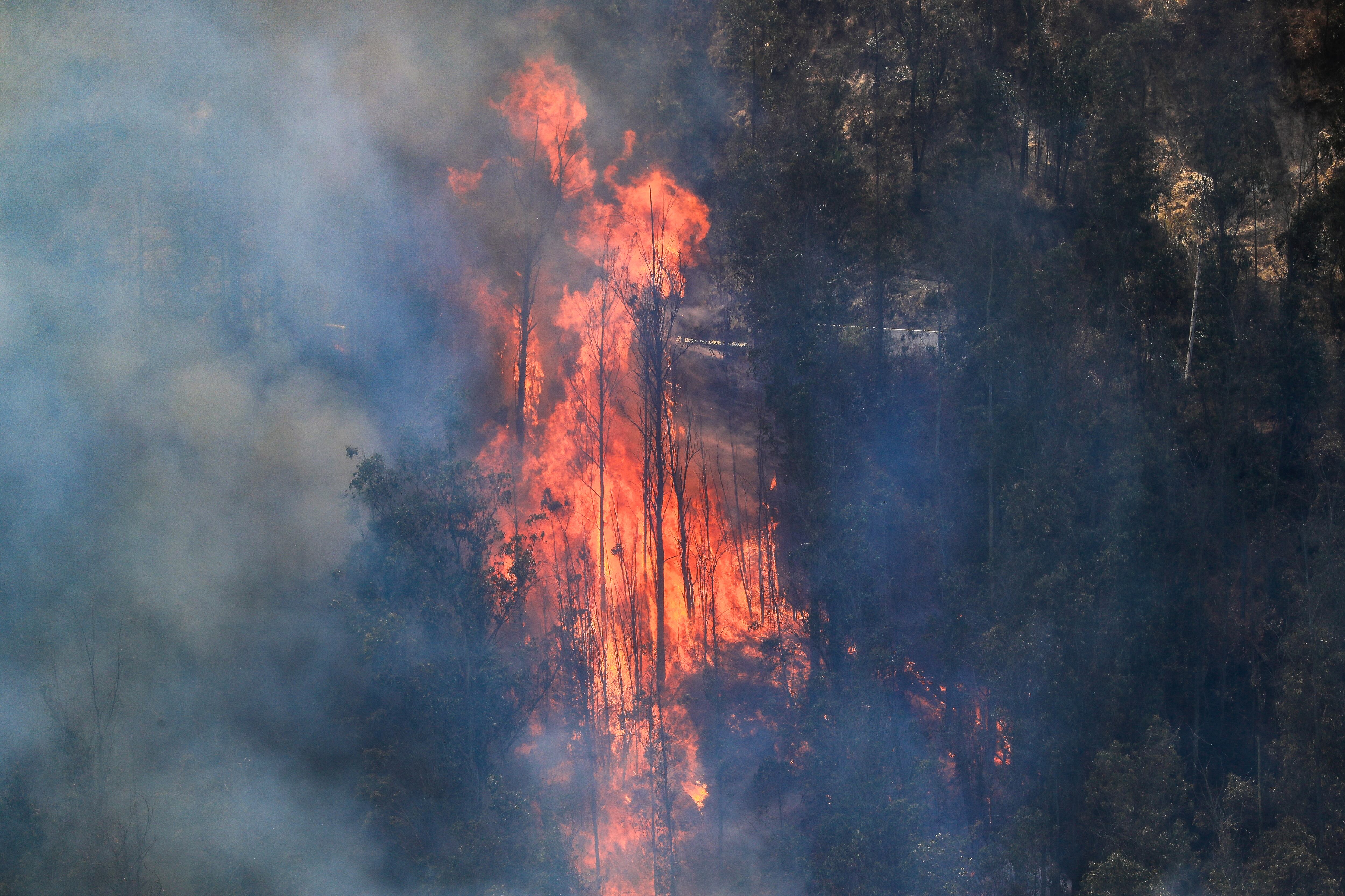 incendio forestal en Quito (Ecuador). FOTO: EFE/José Jácome