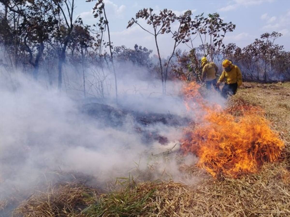 Con brigadas forestales, en Puerto López, Meta, previenen las quemas