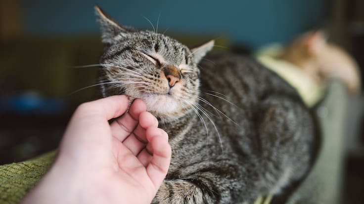 Colombia se une a protesta contra maltrato de gatos en China