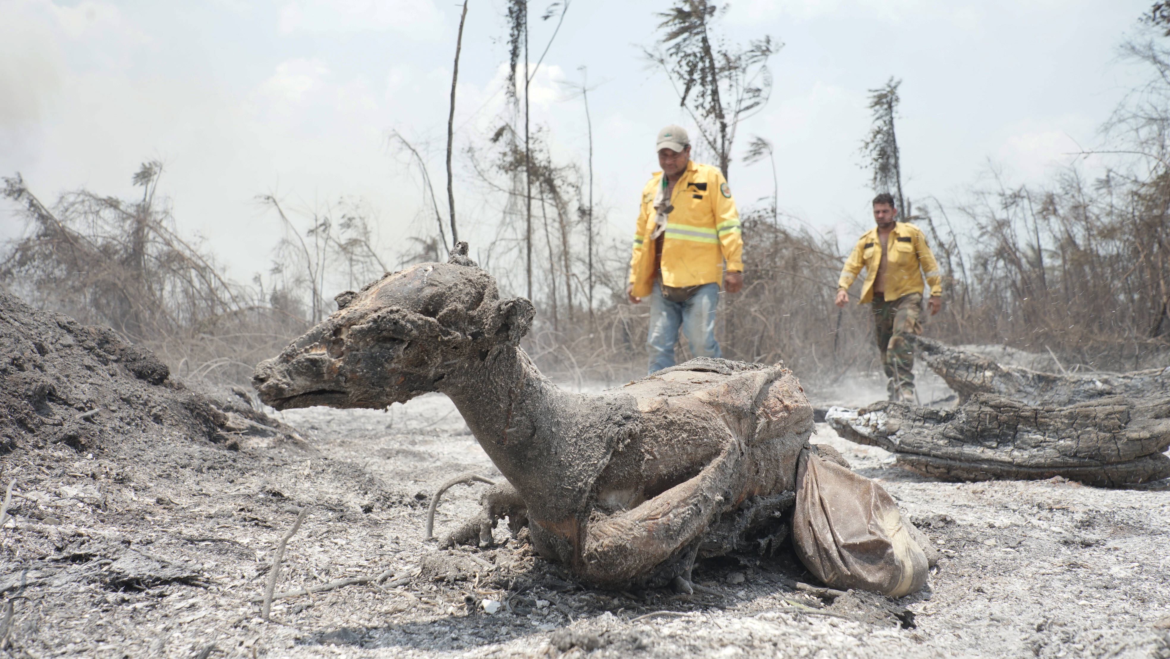 Incendios forestales en Santa Cruz, Bolivia. EFE/ Juan Pablo Roca