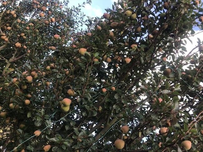 El bulto de abono antes de la crisis se encontraba en $80.000, según los campesinos ahora pagan entre $120.000 y $130.000.. Foto: W