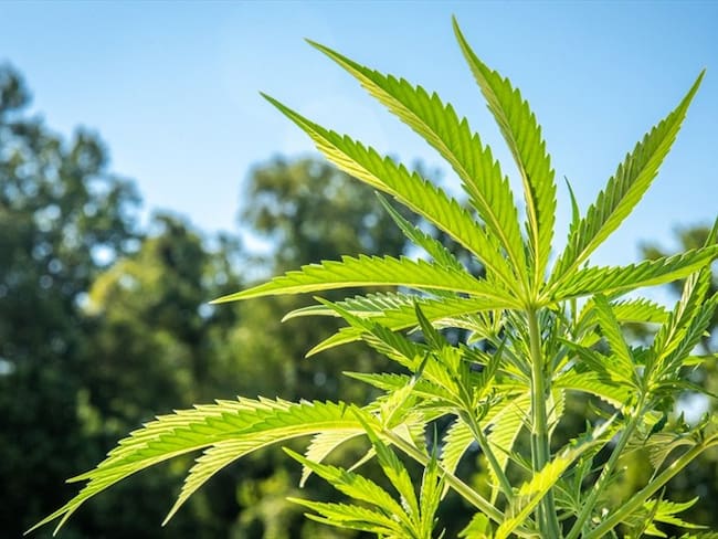 La industria del cannabis aplaude la autorización de exportación de la flor seca