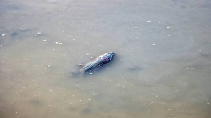 Biólogos alertan sobre el riesgo de consumir peces del río Gaira