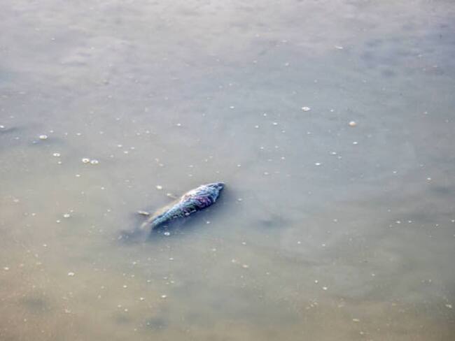 Biólogos alertan sobre el riesgo de consumir peces del río Gaira