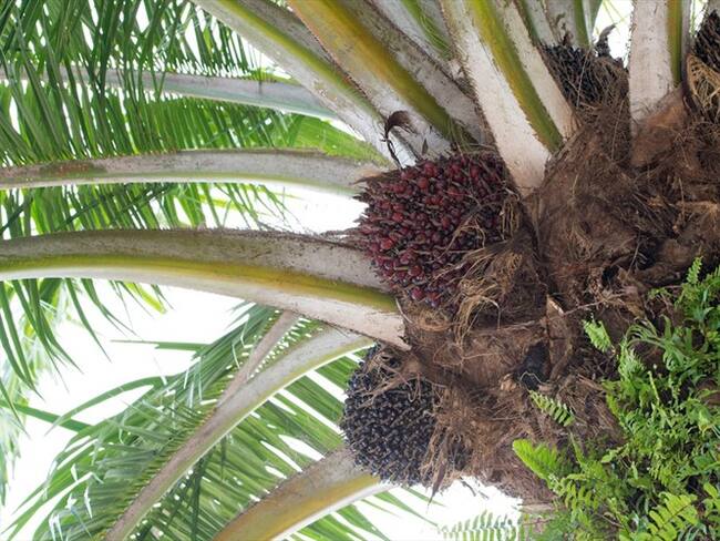 En el Magdalena hay más de 700 hectáreas de palma afectadas por pudrición del cogollo. Foto: Getty Images