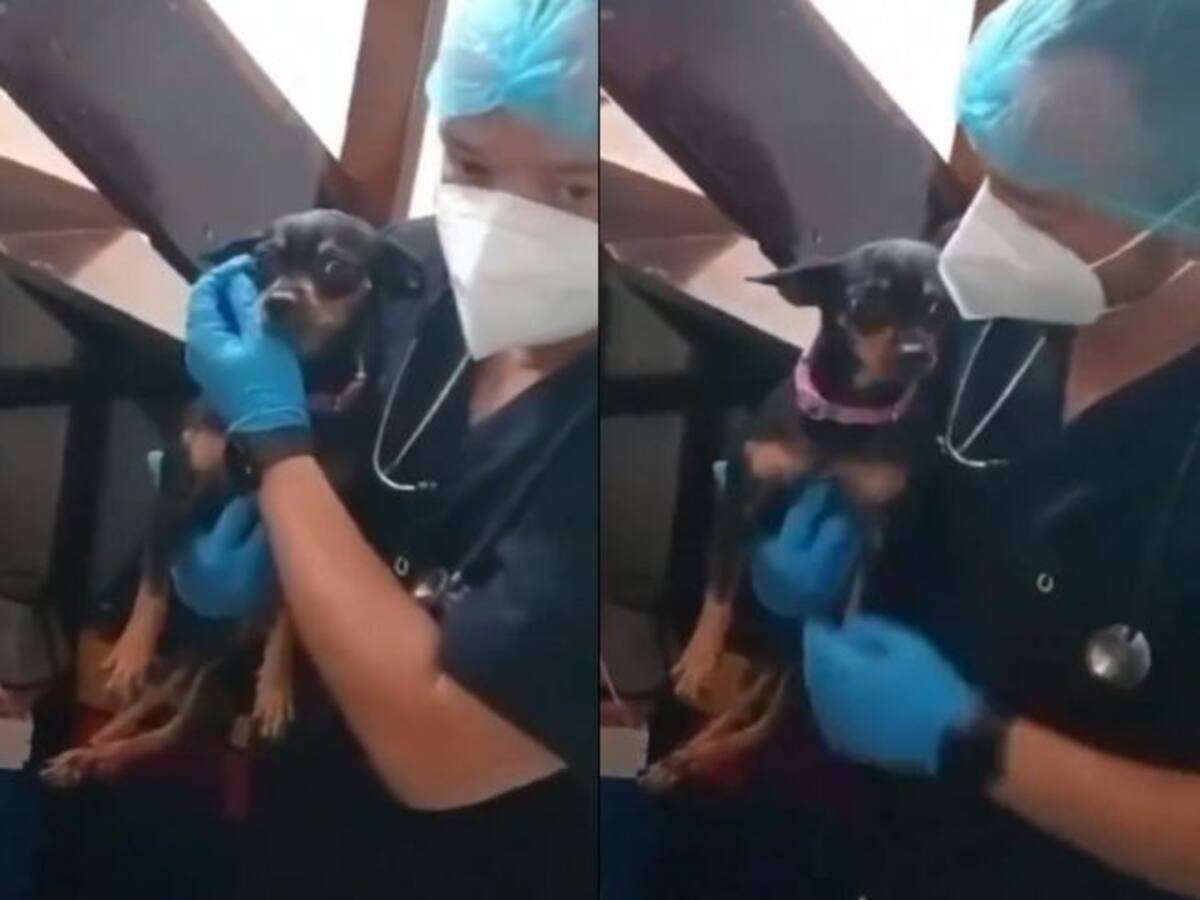 Perrito que fue drogado por menores ya está en poder de las autoridades en Bucaramanga