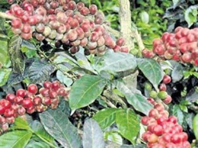 Producción cafetera cayó un 9% en noviembre