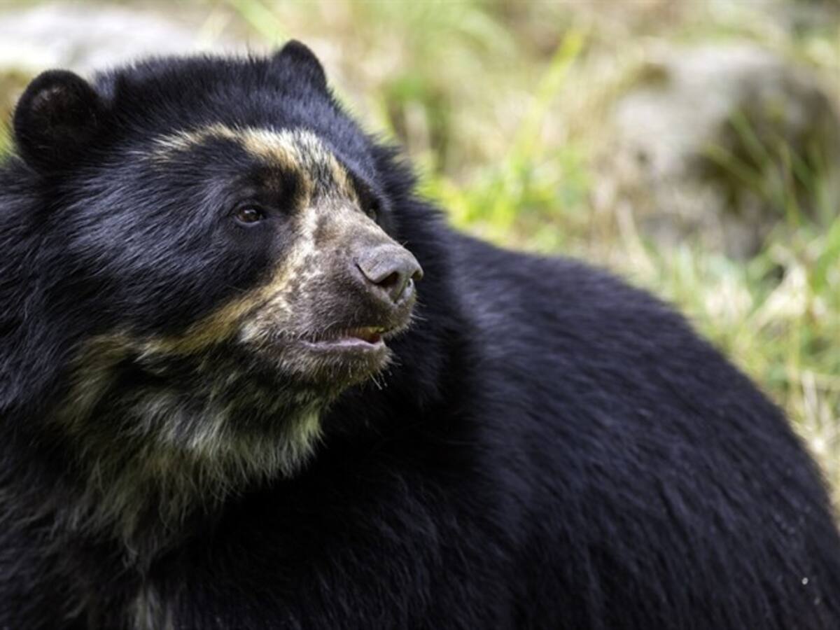 GPS permite por primera vez analizar el movimiento del oso andino en Colombia
