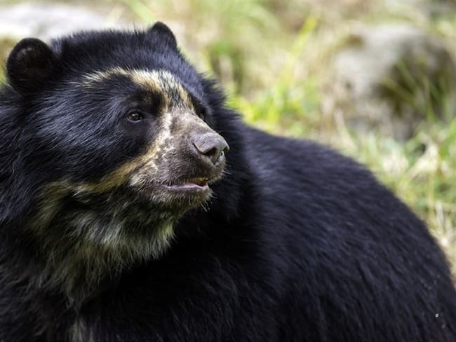 GPS permite por primera vez analizar el movimiento del oso andino en Colombia