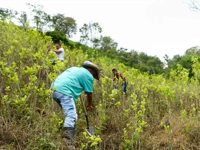 Gobierno responde a gobernador (e) de Nariño por incumplimiento en sustitución de cultivos
