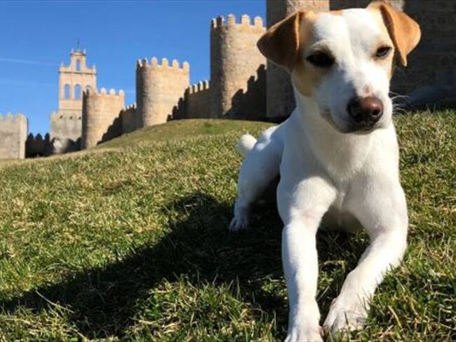 Pipper, el primer perro turista que da la vuelta a España