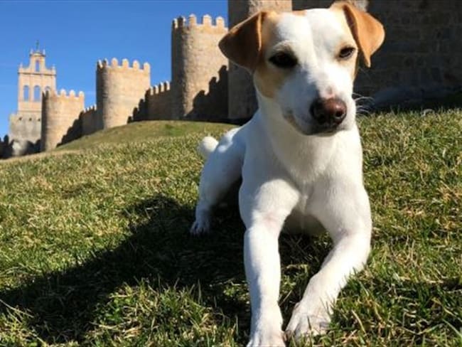 Pipper, el primer perro turista que da la vuelta a España