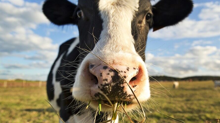 Hombre llevó de paseo a una vaca en su motocicleta. Foto: Getty Images