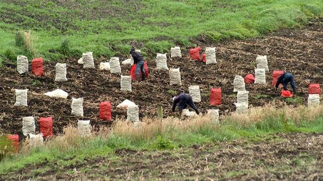 Hay herbicidas que estaban a $12.000 y hoy los encuentran a $20.000, . Foto: Colprensa
