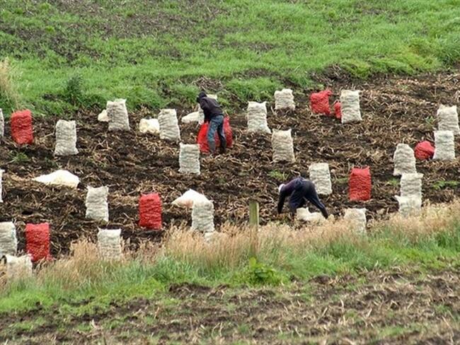 Hay herbicidas que estaban a $12.000 y hoy los encuentran a $20.000, . Foto: Colprensa