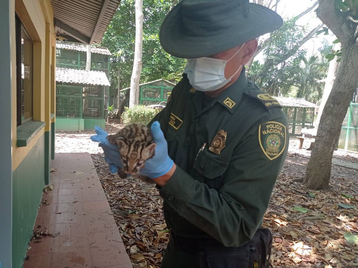 Rescatan animales transportados en morrales en La Apartada, Córdoba
