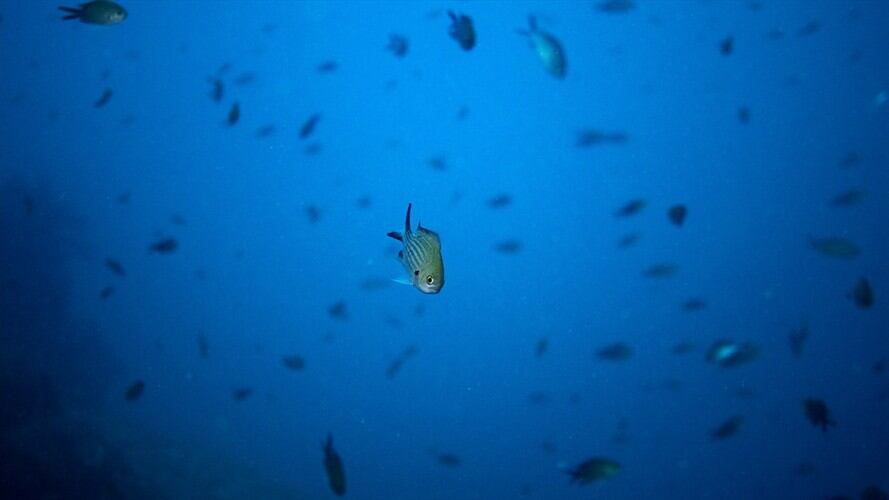 Alertan en COP25 que la pérdida de oxígeno se suma a las amenazas para los océanos. Foto: