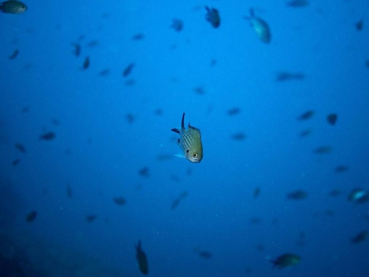 Alertan en COP25 que la pérdida de oxígeno se suma a las amenazas para los océanos