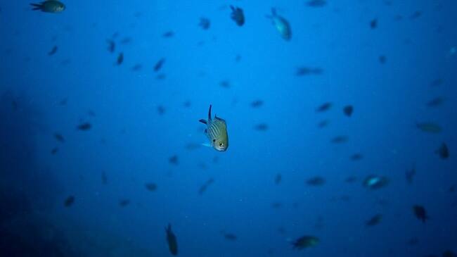 Alertan en COP25 que la pérdida de oxígeno se suma a las amenazas para los océanos. Foto: