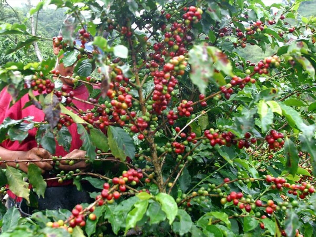 FNC pidió a sus productores no dejar de supervisar los niveles de broca y roya en cultivos