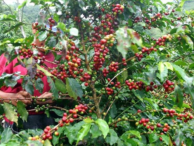 Niveles de broca y roya en cultivos de café / imagen de referencia. Foto: Colprensa