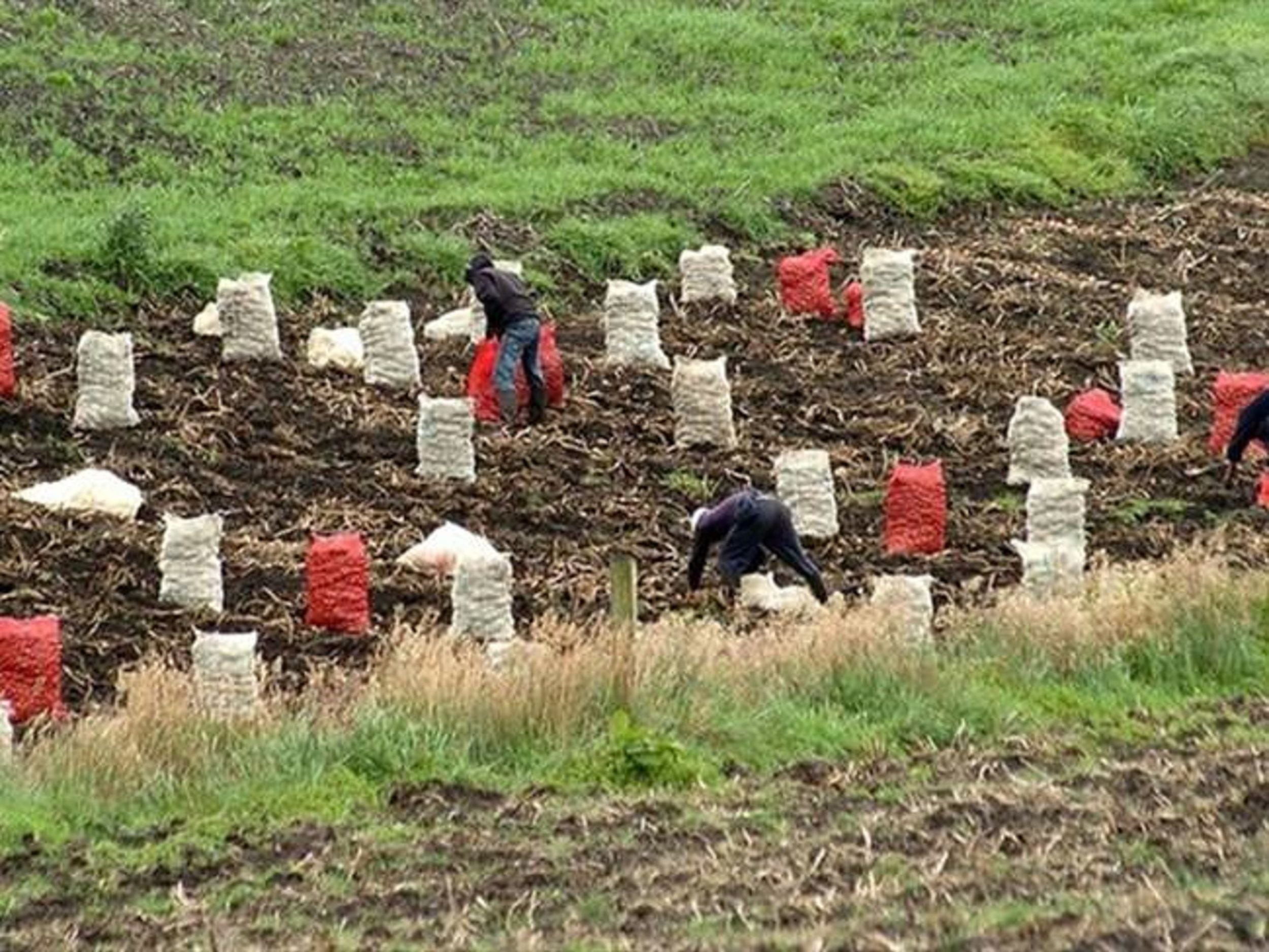 Según el alcalde de Toca, Crisanto Ochoa, los campesinos están viviendo de los animales. Foto: Colprensa.