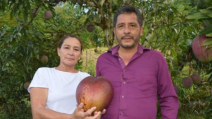 Germán Orlando Novoa Barrera y Reina María Marroquín lograron batir un récord luego de cultivar el mango más pesado del mundo en Guayatá, Boyacá. . Foto: Cortesía: Guinness World Records