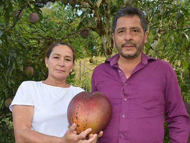 Germán Orlando Novoa Barrera y Reina María Marroquín lograron batir un récord luego de cultivar el mango más pesado del mundo en Guayatá, Boyacá. . Foto: Cortesía: Guinness World Records