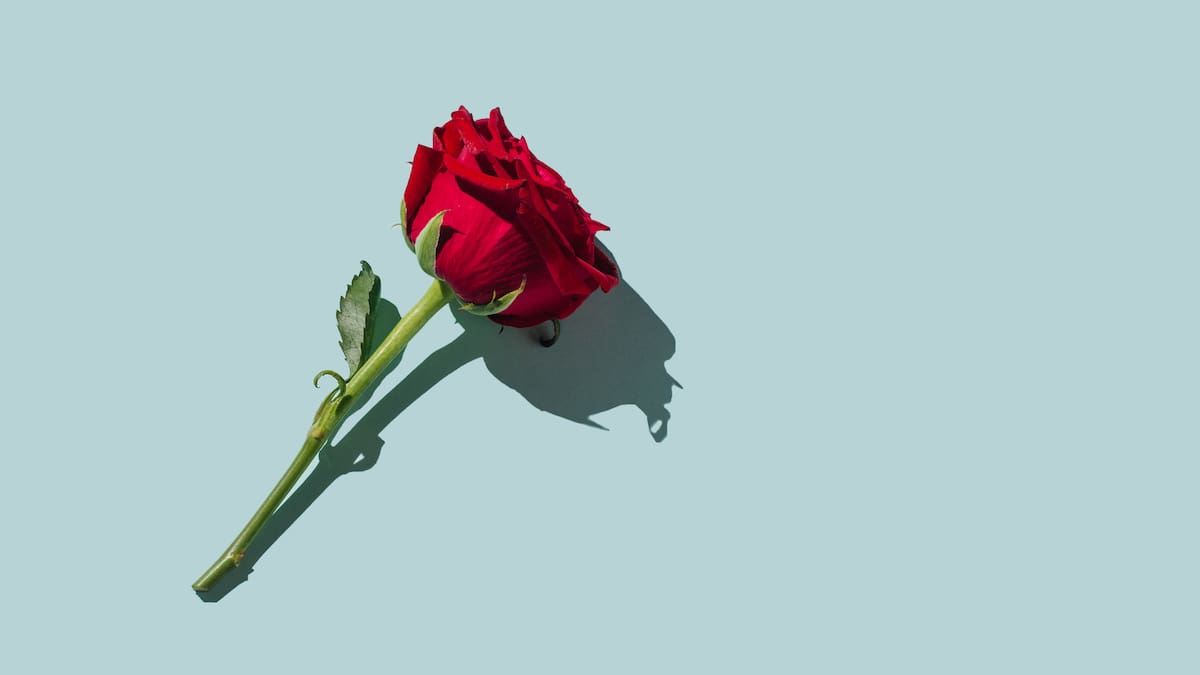 Así es la historia de colombiana que facturaría US$1,8 millones en Dubái vendiendo rosas