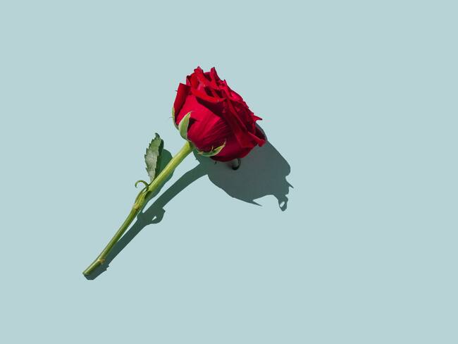 Así es la historia de colombiana que facturaría US$1,8 millones en Dubái vendiendo rosas