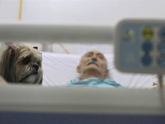 Antonio Araujo, un paciente geriátrico de 67 años, recibe la visita de un perro Shitzu llamado Mille mientras descansa en su cama en el Hospital de Apoyo de Brasilia, Brasil. (. Foto: Associated Press - AP