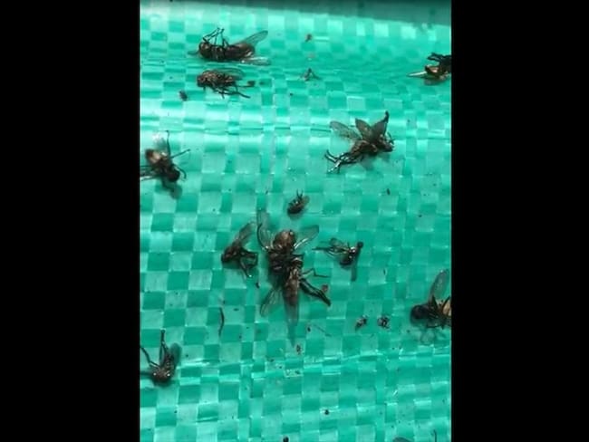 Habitantes del sector alertan de la presencia de moscos gigantes y olores insoportables. Foto: Fabián Romero - W Radio