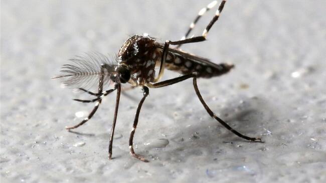 Virus del Zika . Foto: Agencia Reuters