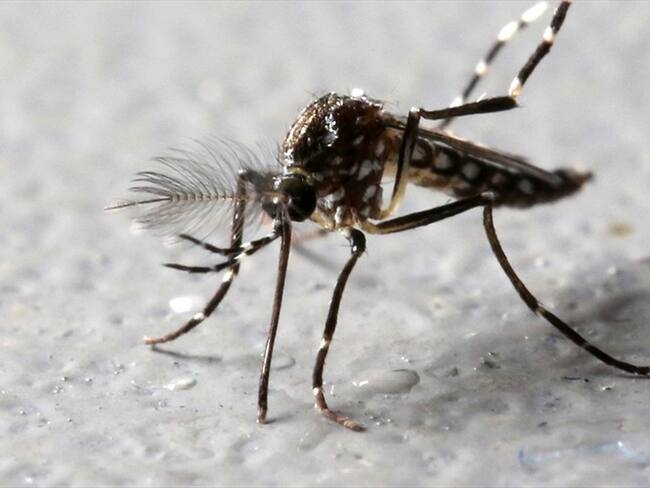 Virus del Zika . Foto: Agencia Reuters