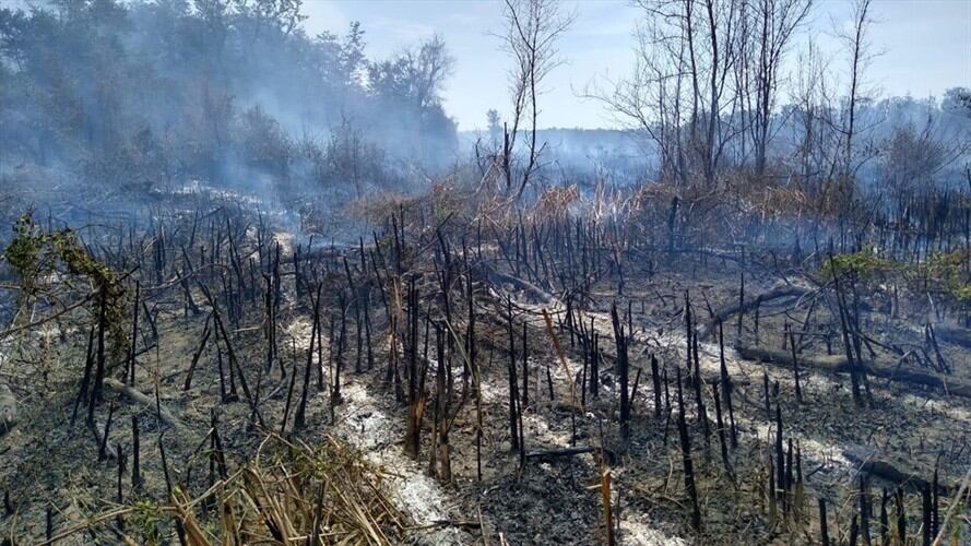 La deforestación y degradación ponen en riesgo la flora y fauna de la zona. Foto: Cortesía: Gobernación del Magdalena