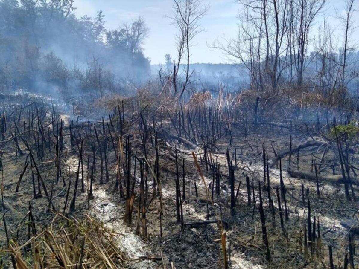 Quemas ilegales provocan emergencia ecológica en el Vía Parque Isla Salamanca