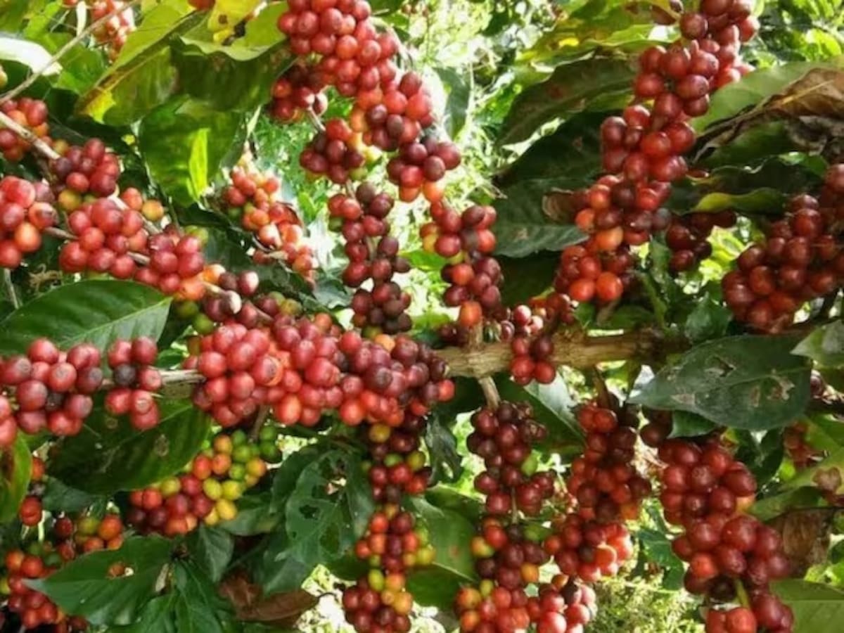 Cosecha del primer semestre en Caldas tuvo hasta un 12% de presencia de pasilla