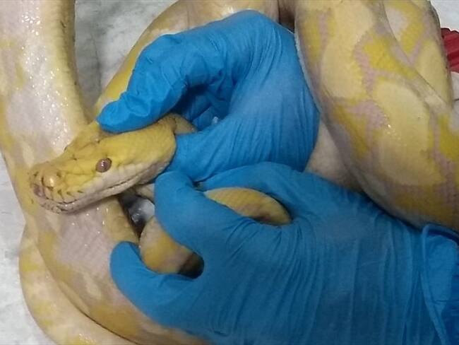 Serpientes encontradas por la Policía Ambiental y Secretaría de Ambiente. Foto: Secretaría de Ambiente de Bogotá