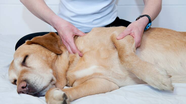 ¿Cuáles son los beneficios de los masajes terapéuticos para mascotas?