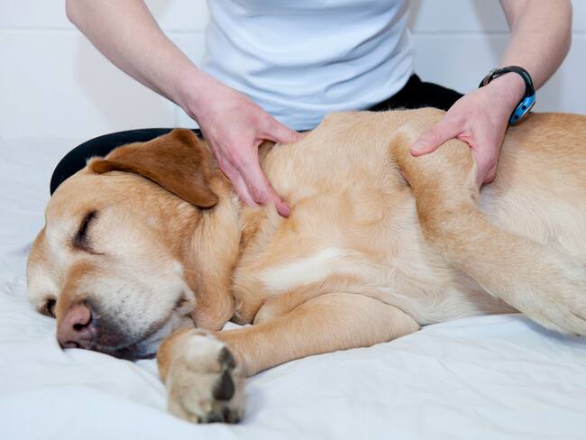¿Cuáles son los beneficios de los masajes terapéuticos para mascotas?