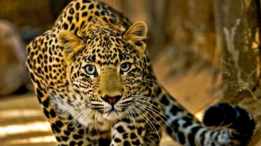 Foto de referencia de un leopardo. Foto: Getty Images/Aditya Singh